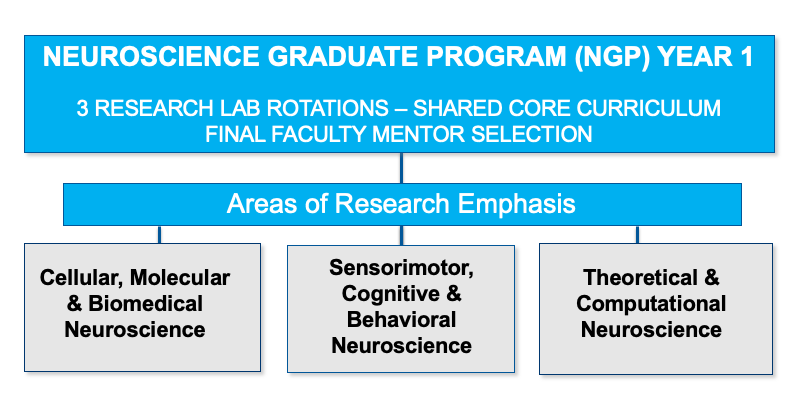 Brain Institute - Neuroscience Graduate Program (NGP)